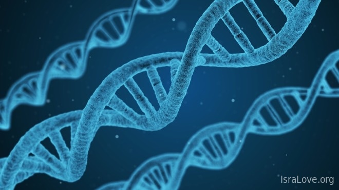 Обнаружена мутация генов, способная продлевать жизнь