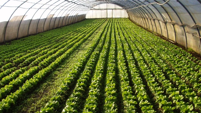 14 невероятных фактов о сельском хозяйстве Израиля