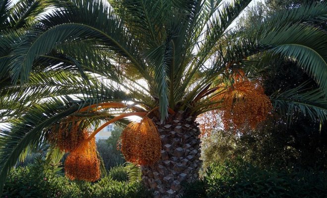 Израильские ученые вырастили исчезнувшие иудейские пальмы