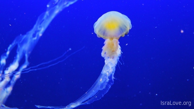 Увеличивается концентрация медуз около берегов Средиземного моря