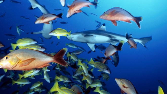 Как в Израиле разводят морскую рыбу в пустыне